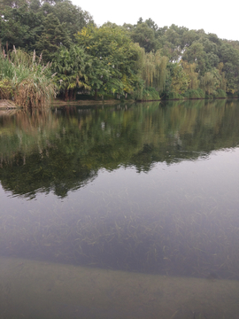 新都桂湖公园风景