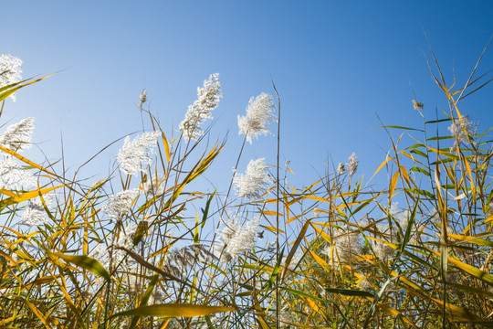 芦苇