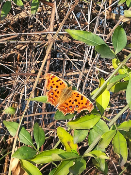 花蝴蝶