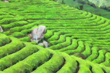 茶园装饰画