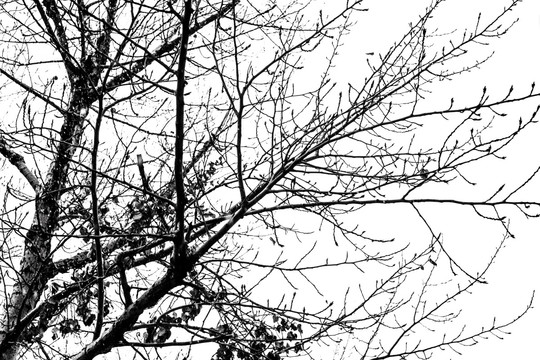 抽象黑白树枝