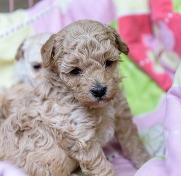 新生犬 狗宝宝