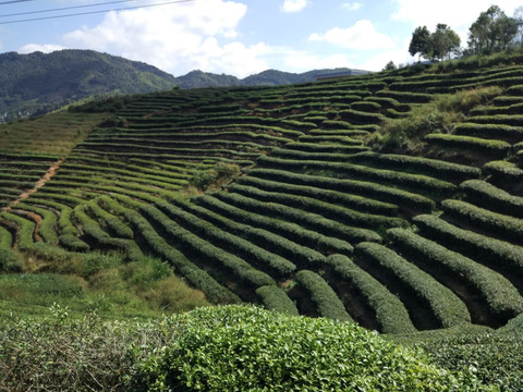 山茶田