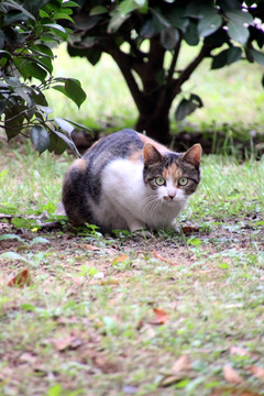 警惕的猫咪