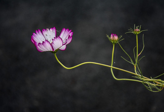 格桑花