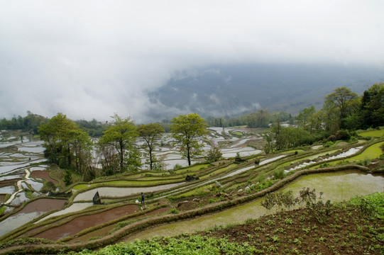 元阳梯田晨景