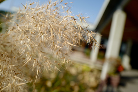 徐州汉文化景区 水面 芦苇 风