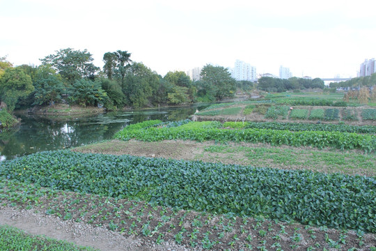 田园 乡村风光