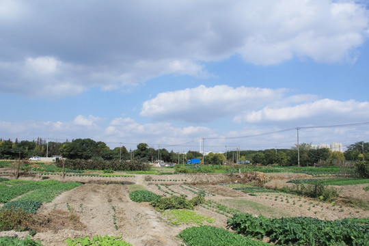 菜园子 乡村风光