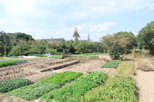 菜园子 乡村风光