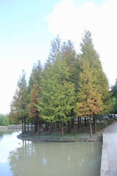 红杉树 杉树林