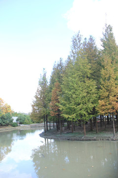 红杉树 杉树林