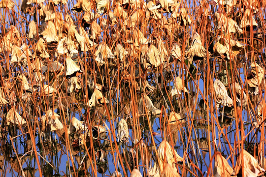 龙池湖的秋天