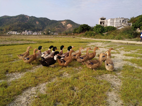 鸭