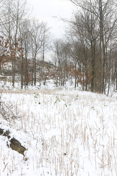 雪景