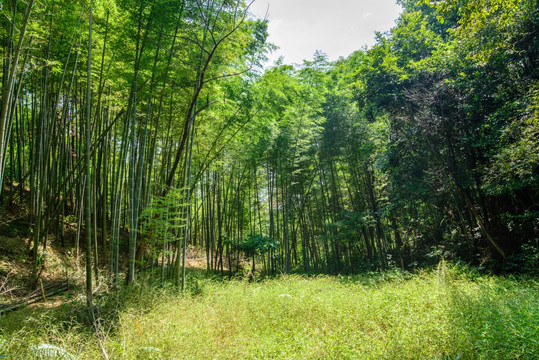 阳光草地竹林