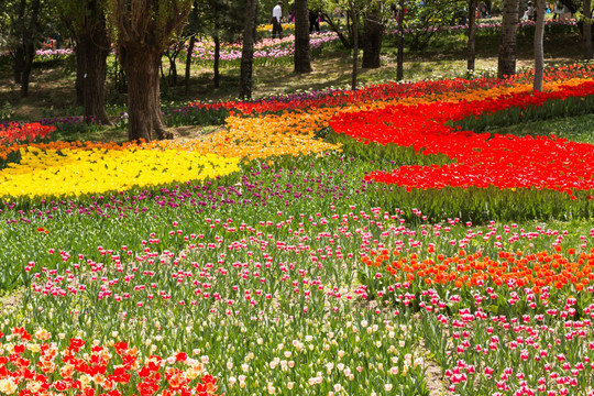 五颜六色的郁金香花丛