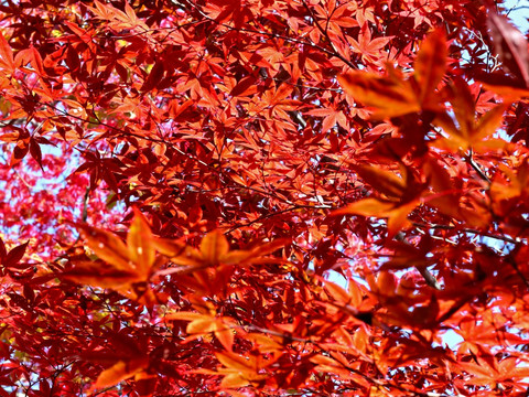 红枫叶素材 秋天枫叶