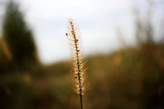 草 狗尾草 野草 秋