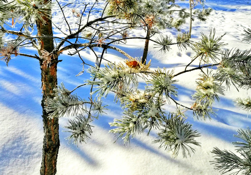 白雪中恬静的世界8