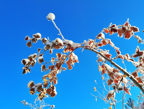 蓝天白雪