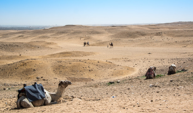 埃及沙漠骆驼