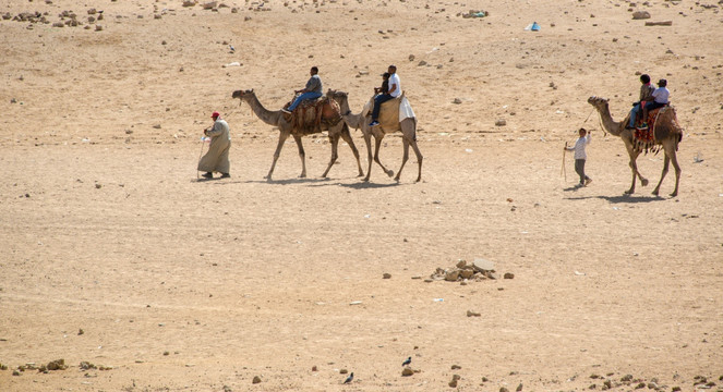 埃及沙漠骆驼