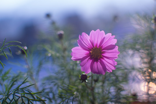 波斯菊