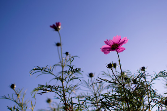 波斯菊