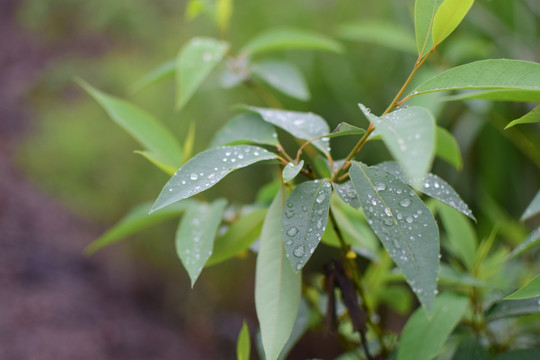 绿叶 雨滴