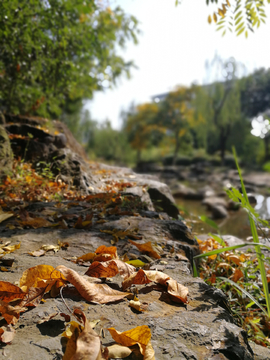 小溪边的落叶