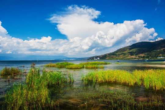 抚仙湖湿地风光