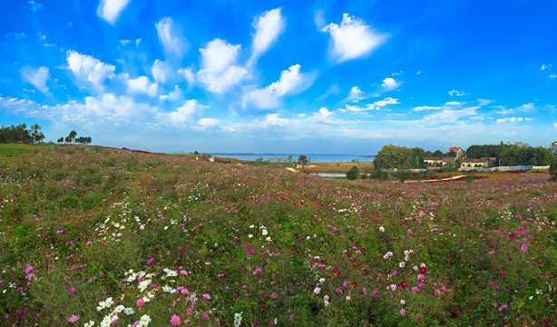 湿地花海