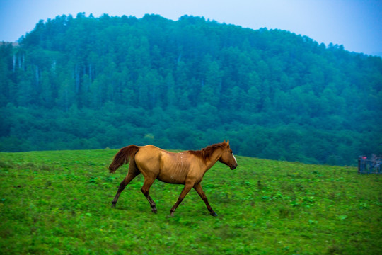 山中草原一匹马