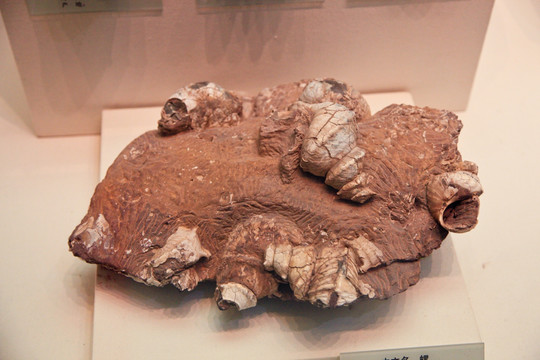海螺化石