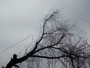 柳树枯枝天空