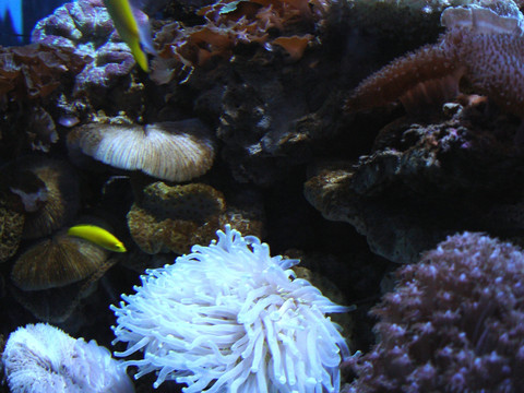 海底风景海洋世界海洋动物