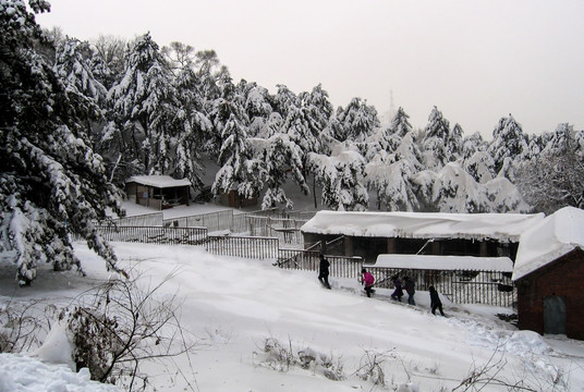 大雪之后