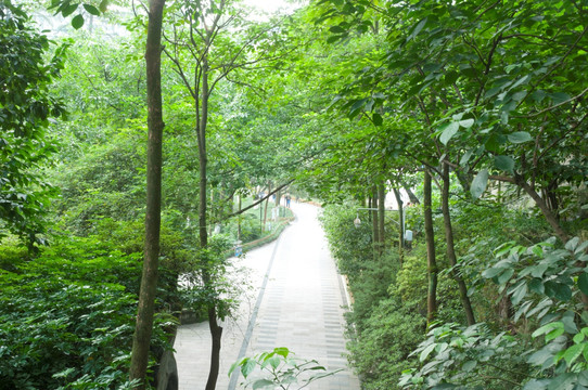 公园绿色小道