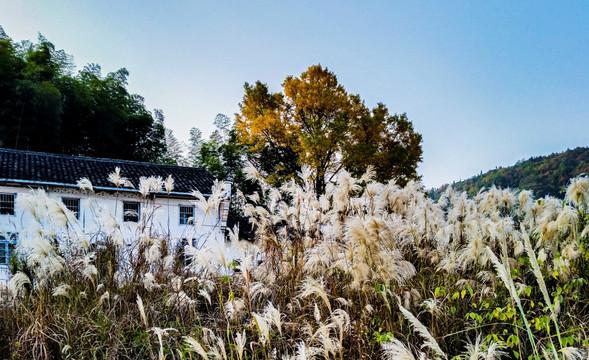 乡村小景