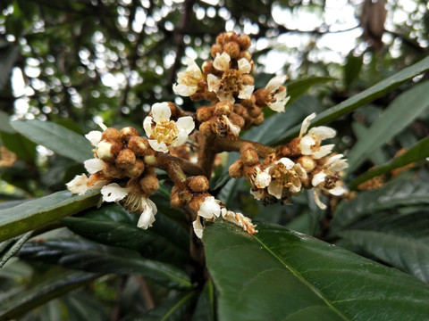 高清枇杷花