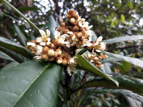 枇杷花