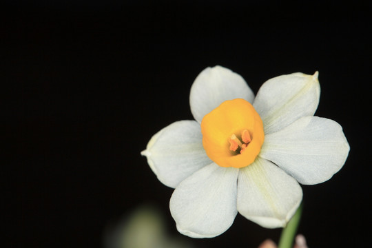 水仙花 水仙特写