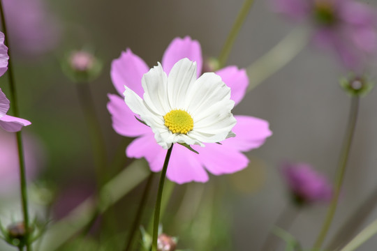 格桑花