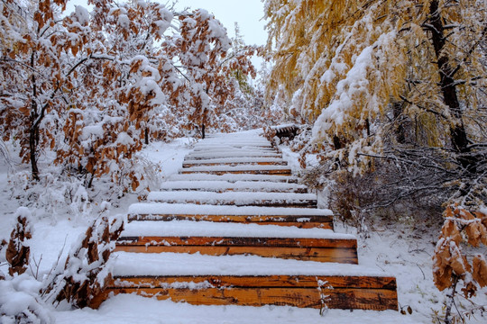 秋天瑞雪