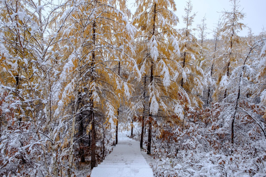 秋天瑞雪