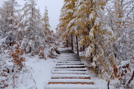 秋天瑞雪