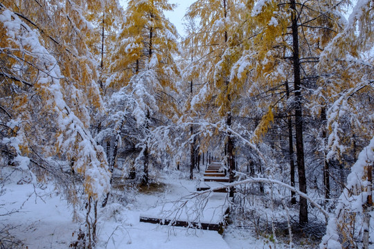 秋天瑞雪