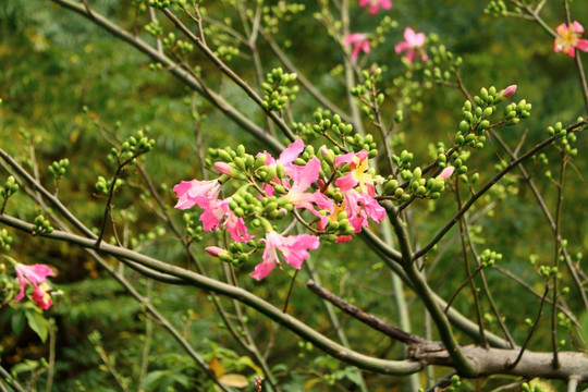 美人花