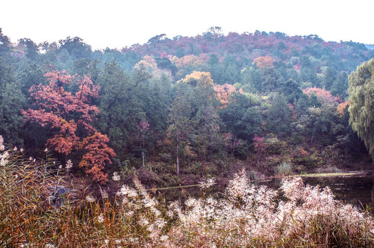 香山